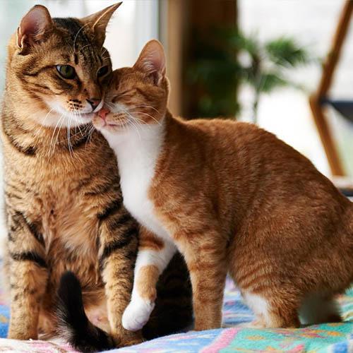 Cats – CGsupply